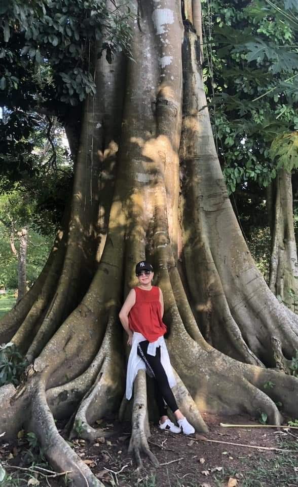 Amazon Camp Tours — árbol gigante
